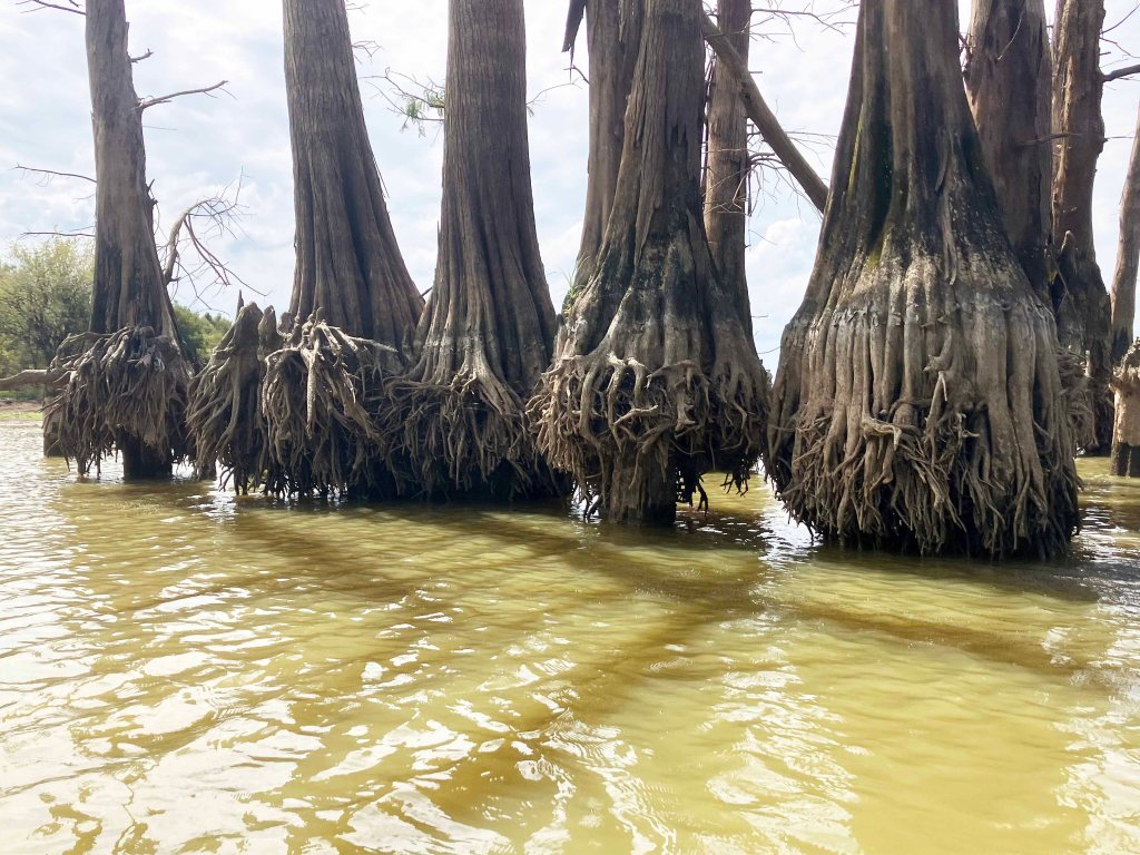 kayak scenery picture D'Arbonne NWR, Hollands Bluff B www.SawdustRiver.com