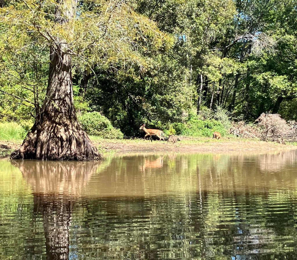 kayak scenery picture D'Arbonne Bayou, Gills Ferry Launch www.SawdustRiver.com