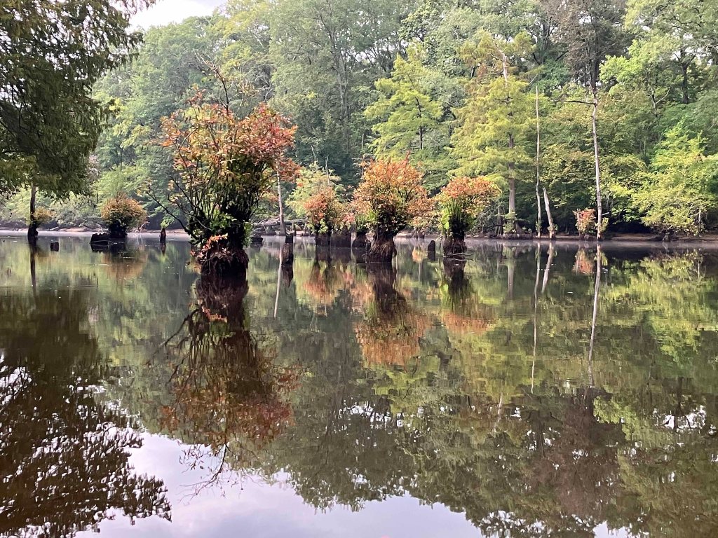 kayak scenery picture Corney Bayou, Hog Pen Landing, Lousiana www.SawdustRiver.com
