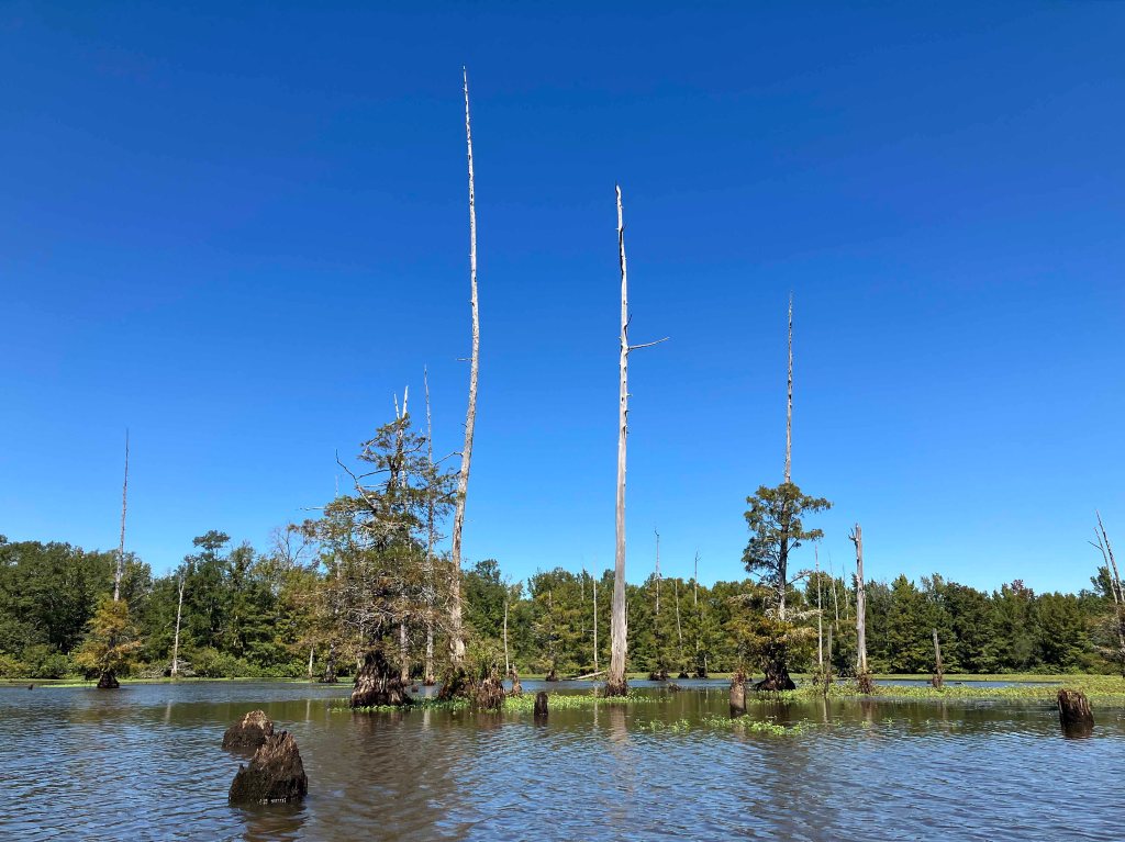 kayak scenery picture D'Arbonne Bayou, Gills Ferry Launch www.SawdustRiver.com a94small
