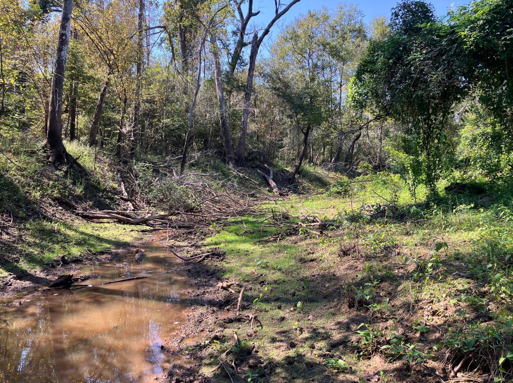 kayak paddle scenery picture Sabine Island WMA, Cross Bayou, Old RIver, Nibletts Bluff www.SawdustRiver.com