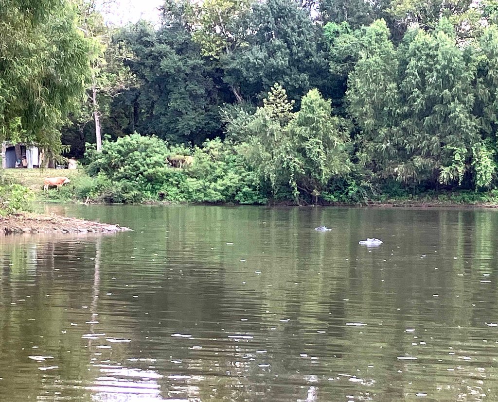 kayak scenery picture Atchafalaya Bayou Benoit Launch www.SawdustRiver.com