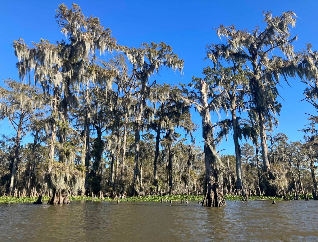 kayak scenery picture Atchafalaya Doiron's Landing www.SawdustRiver.com