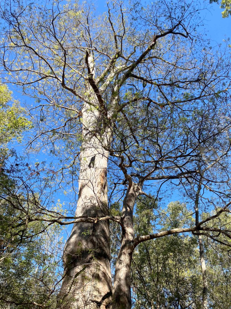 kayak scenery picture Atchafalaya NWR Sherburne WMA I-10 Launch B www.SawdustRiver.com