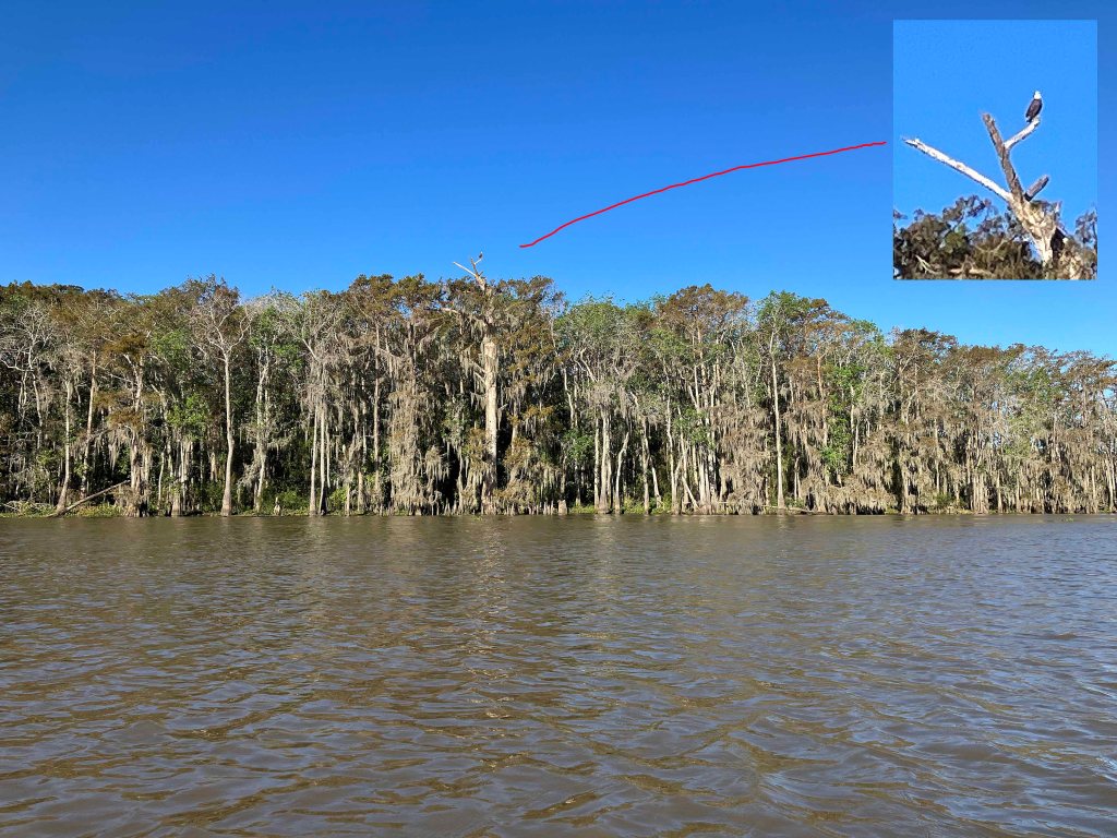 kayak scenery picture Atchafalaya Doiron's Landing www.SawdustRiver.com