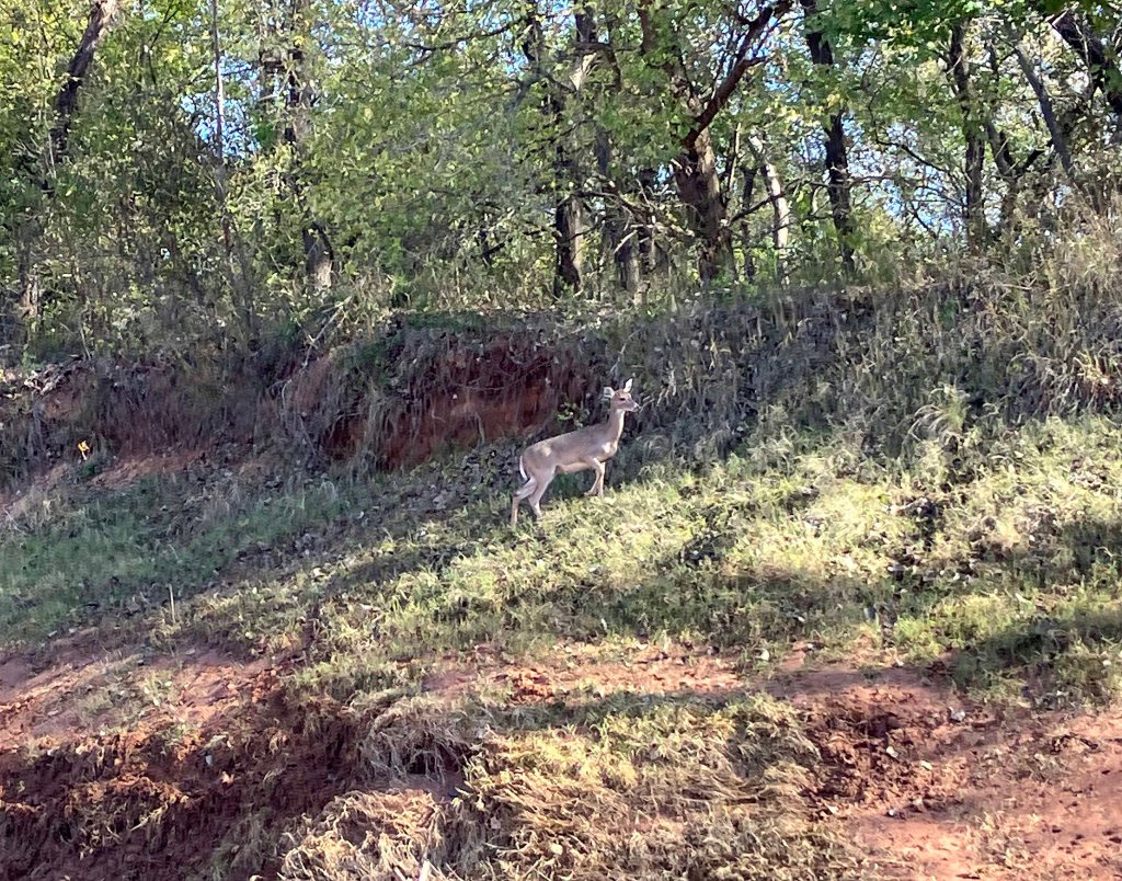 kayak scenery picture Washita River, Tishomingo WMA, Rattlesnake River Access www.SawdustRiver.com