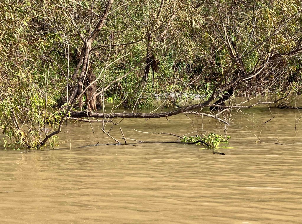 kayak scenery picture Atchafalaya, Sandy Cove, Buffalo Cove, Bayou Gravenberg www.SawdustRiver.com