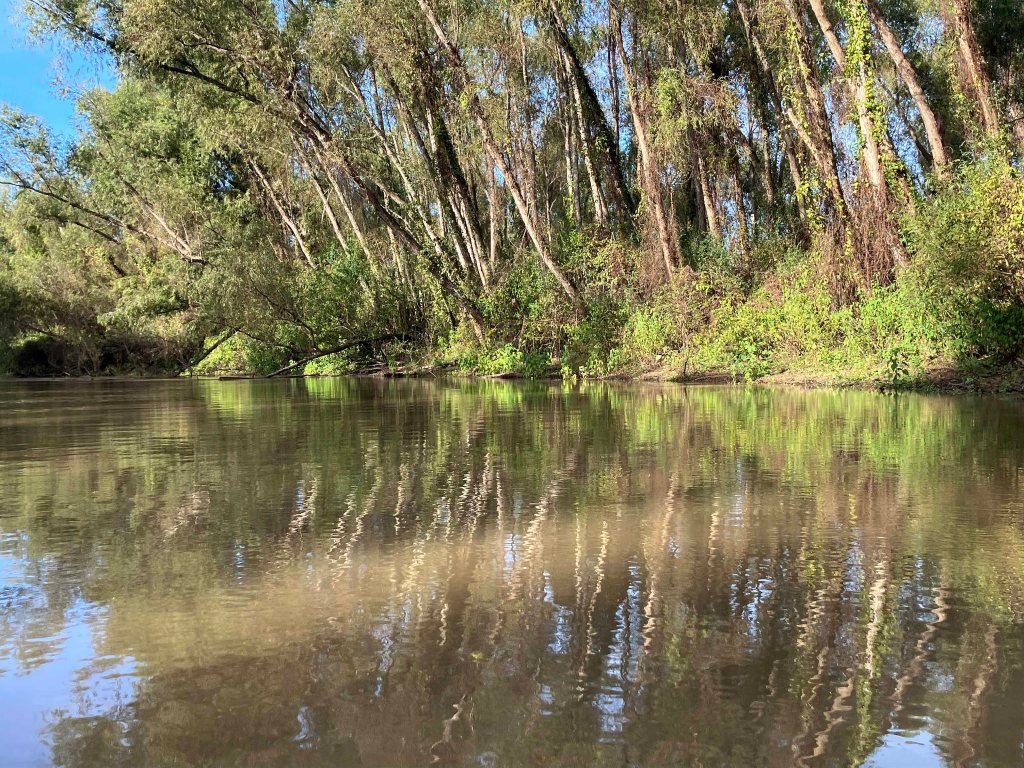 kayak scenery picture Atchafalaya, Sandy Cove, Buffalo Cove, Bayou Gravenberg www.SawdustRiver.com
