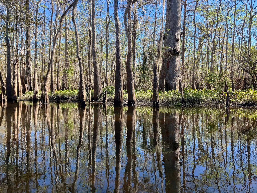 kayak scenery picture Atchafalaya Doiron's Landing www.SawdustRiver.com