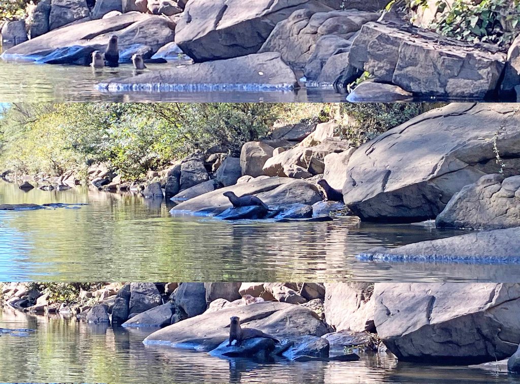 kayak scenery picture otters Kiamichi River Rattan Landing Oklahoma www.SawdustRiver.com