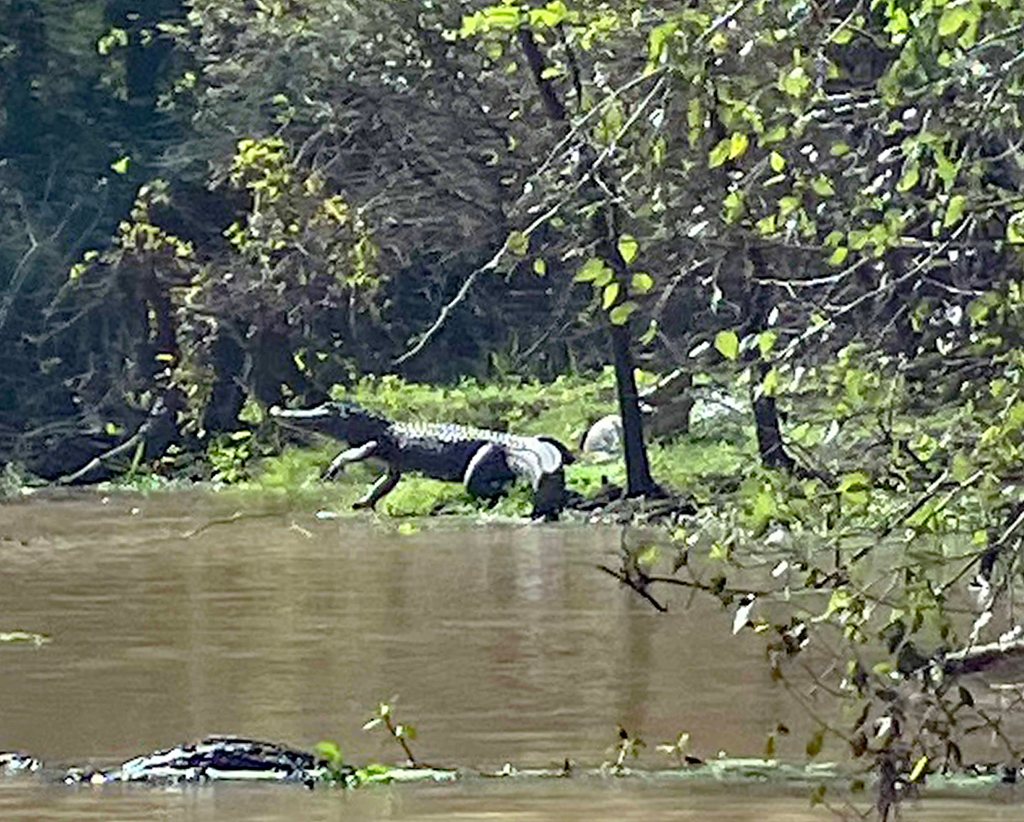 kayak scenery picture Atchafalaya NWR Sherburne WMA I-10 Launch B www.SawdustRiver.com