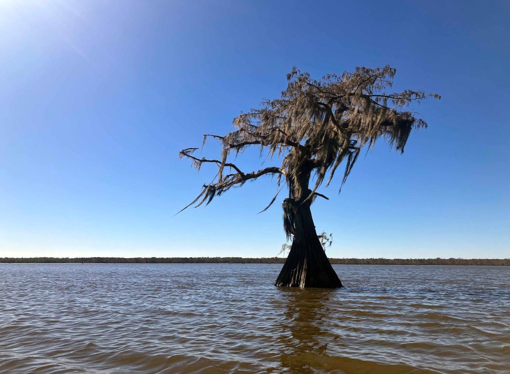 kayak scenery picture Atchafalaya Doiron's Landing www.SawdustRiver.com