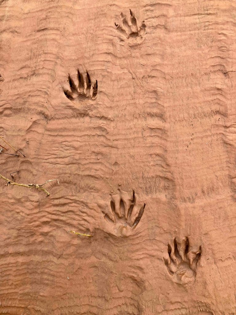 kayak scenery picture Washita River, Tishomingo WMA, Rattlesnake River Access www.SawdustRiver.com