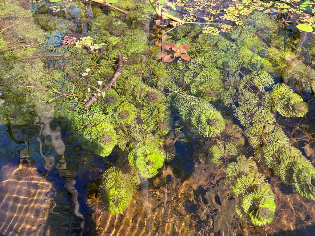 kayak scenery picture Atchafalaya Doiron's Landing www.SawdustRiver.com