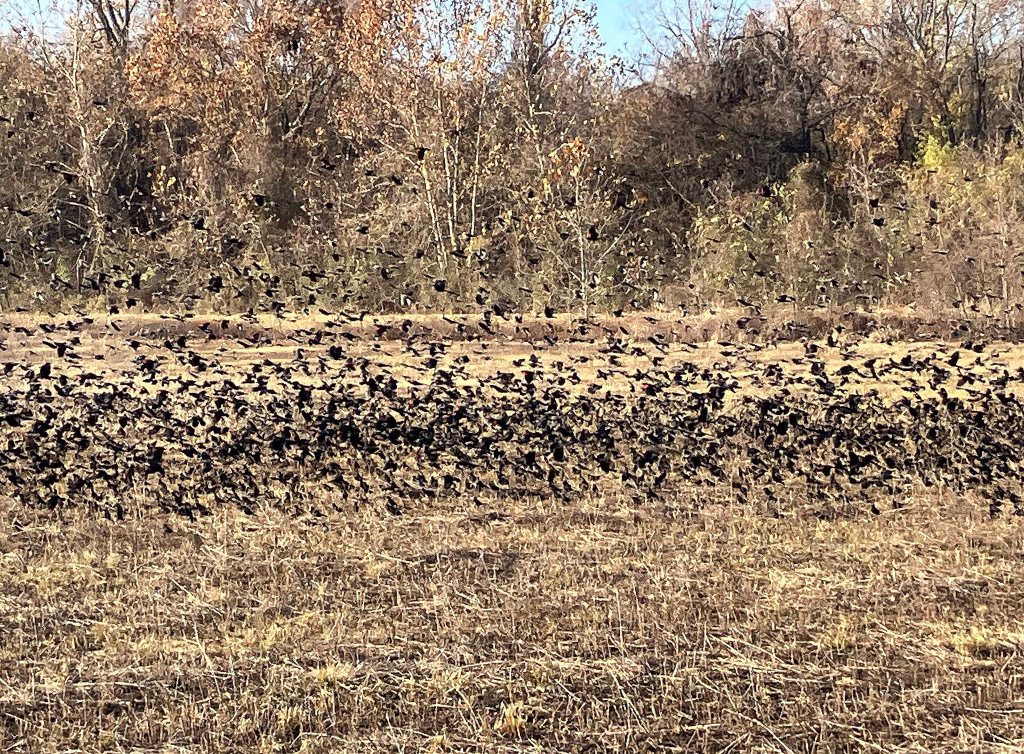 kayak scenery picture Sequoyah NWR, Oklahoma www.SawdustRiver.com