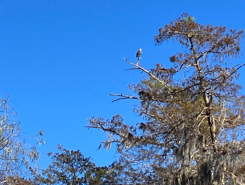 kayak scenery picture Atchafalaya, Belle River Boat Launch www.SawdustRiver.com