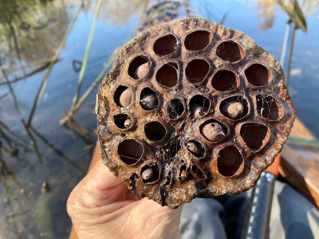 kayak scenery picture Sequoyah NWR, Oklahoma www.SawdustRiver.com