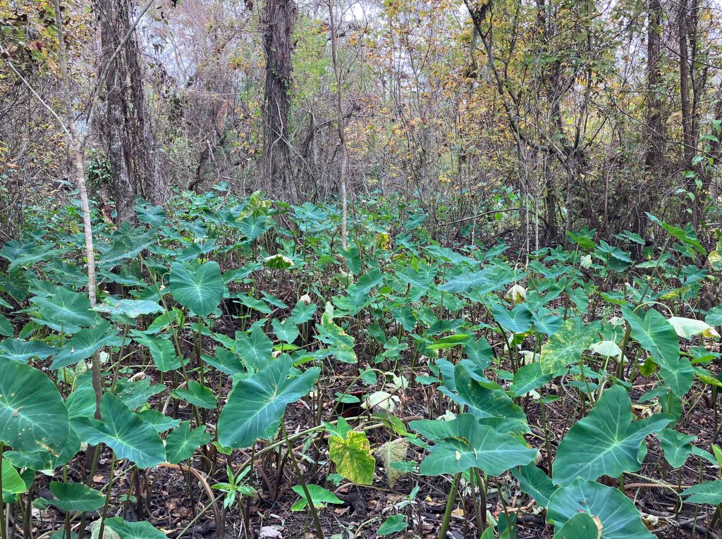 kayak scenery picture Atchafalaya, Lake Fausse Point SP Louisiana www.SawdustRiver.com