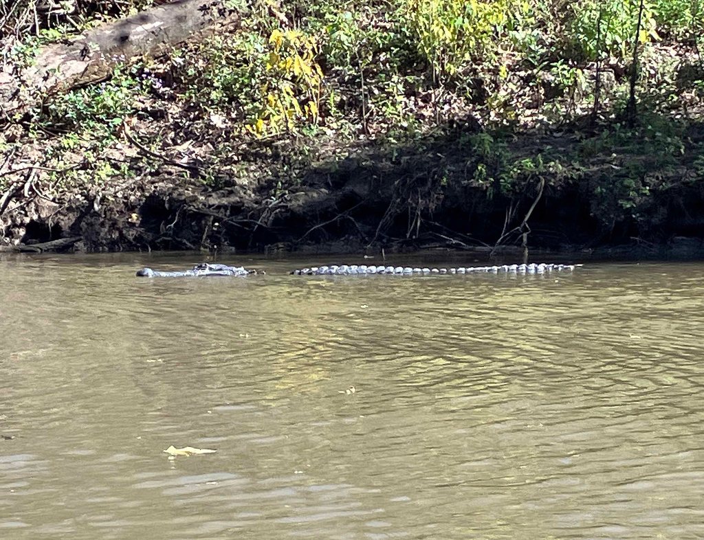 kayak scenery picture Atchafalaya, Sandy Cove, Buffalo Cove, Bayou Gravenburg www.SawdustRiver.com