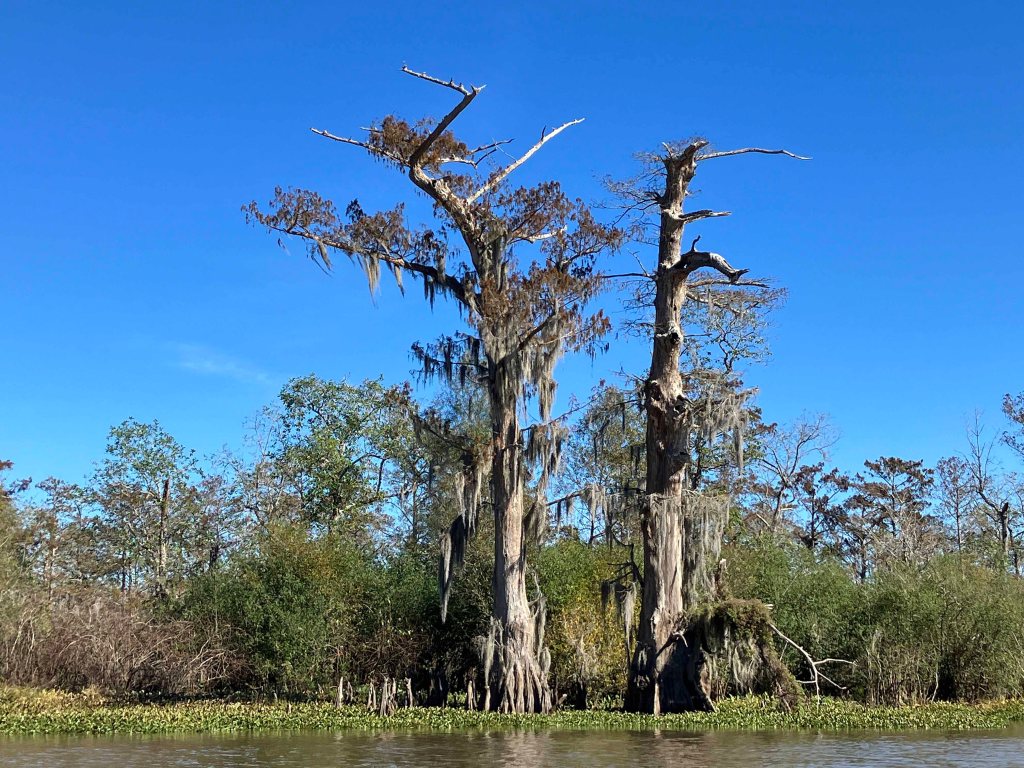 kayak scenery picture Atchafalaya, Belle River Boat Launch www.SawdustRiver.com
