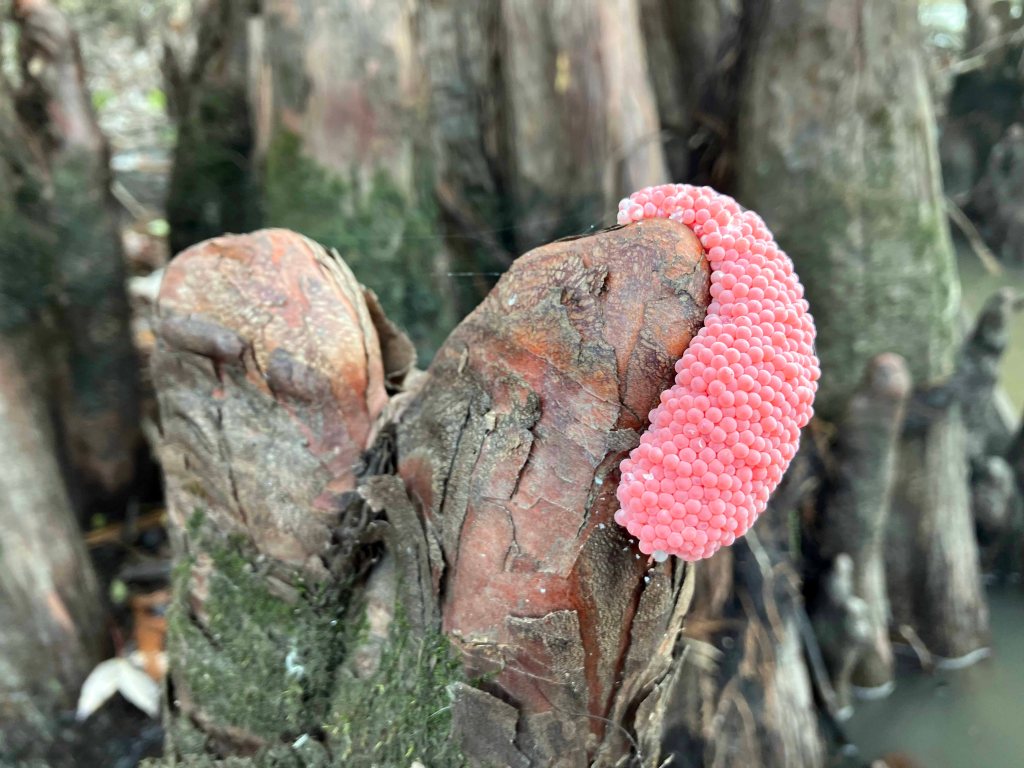 kayak scenery picture Atchafalaya, Lake Fausse Point SP Louisiana www.SawdustRiver.com