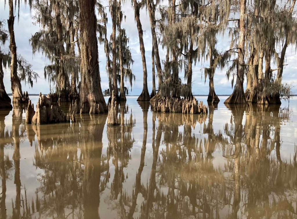 kayak scenery picture Atchafalaya, Lake Fausse Point, Grand Avoille Cove, Louisiana www.SawdustRiver.com
