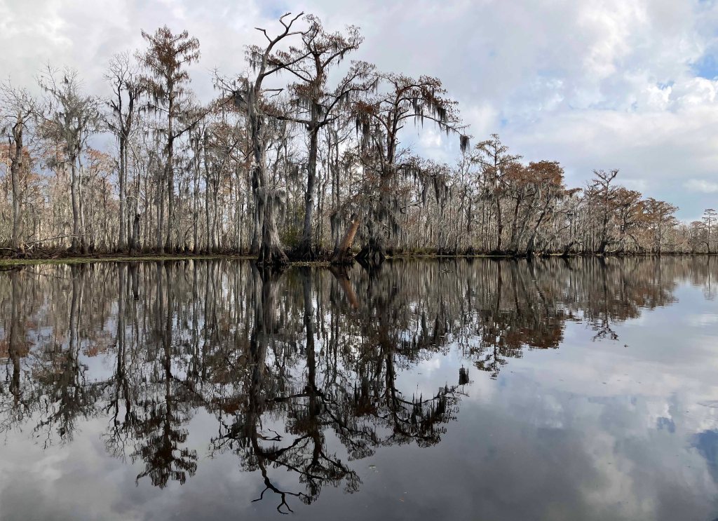 kayak scenery picture Maurepas Swamp WMA, Old US 51 Launch, Louisiana www.SawdustRiver.com