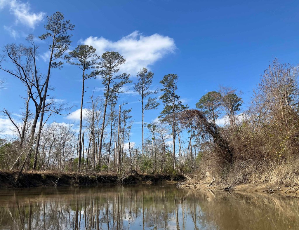 kayak scenery picture Tickfaw River, Tickfaw State Park, Louisiana www.SawdustRiver.com
