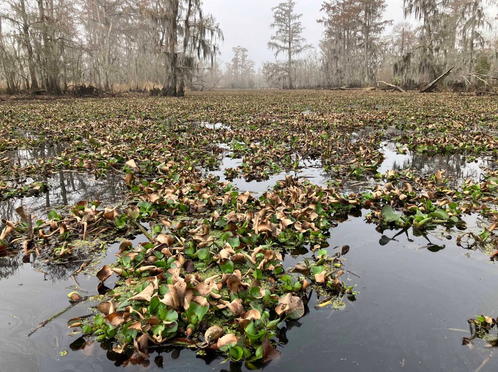 kayak scenery picture Maurepas Swamp WMA, Old US 51 Launch, Louisiana www.SawdustRiver.com