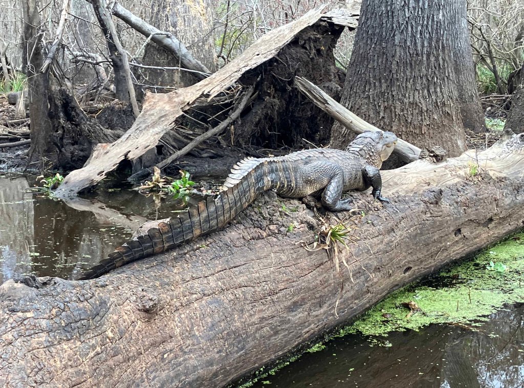 kayak scenery picture alligator Maurepas Swamp WMA, Old US 51 Launch, Louisiana www.SawdustRiver.com