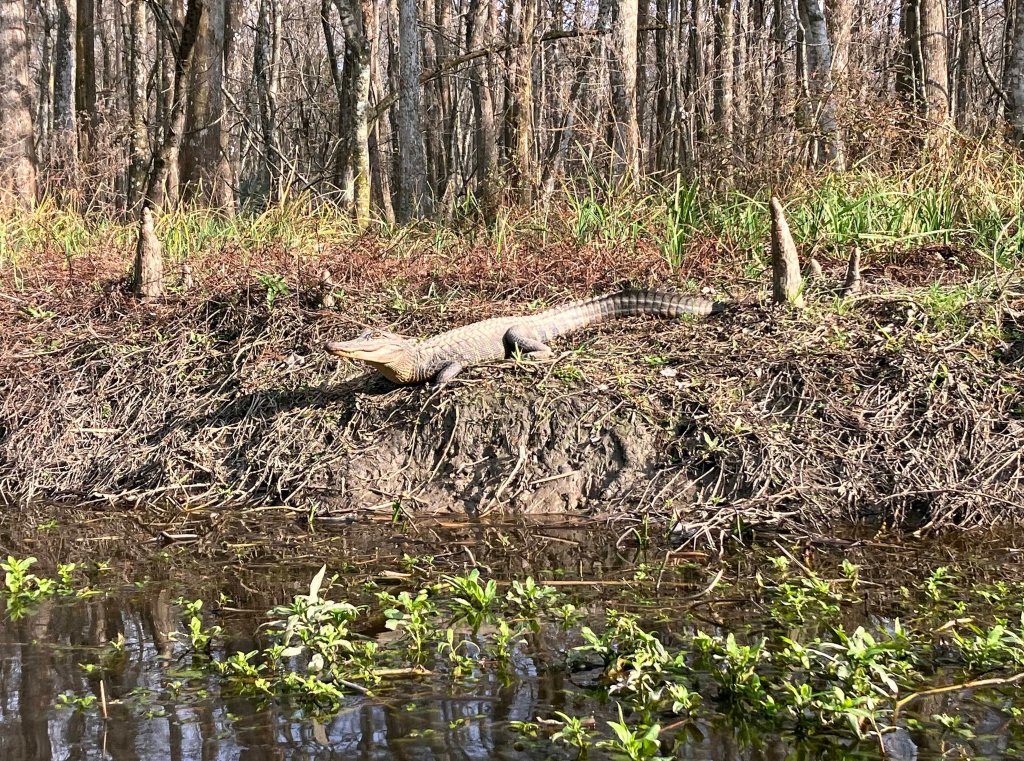 kayak scenery picture Atchafalaya, Lake Fausse Point, Grand Avoille Cove, Louisiana www.SawdustRiver.com