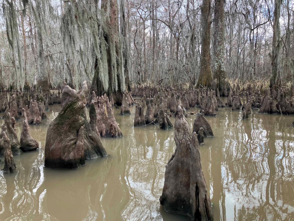 kayak scenery picture Atchafalaya, Lake Fausse Point, Grand Avoille Cove, Louisiana www.SawdustRiver.com