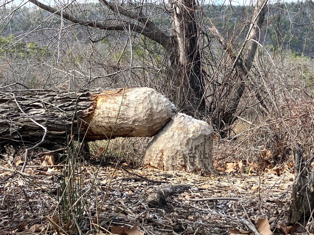 beaver log kayak scenery picture Sardis Lake, Jackfork Creek, Oklahoma www.SawdustRiver.com