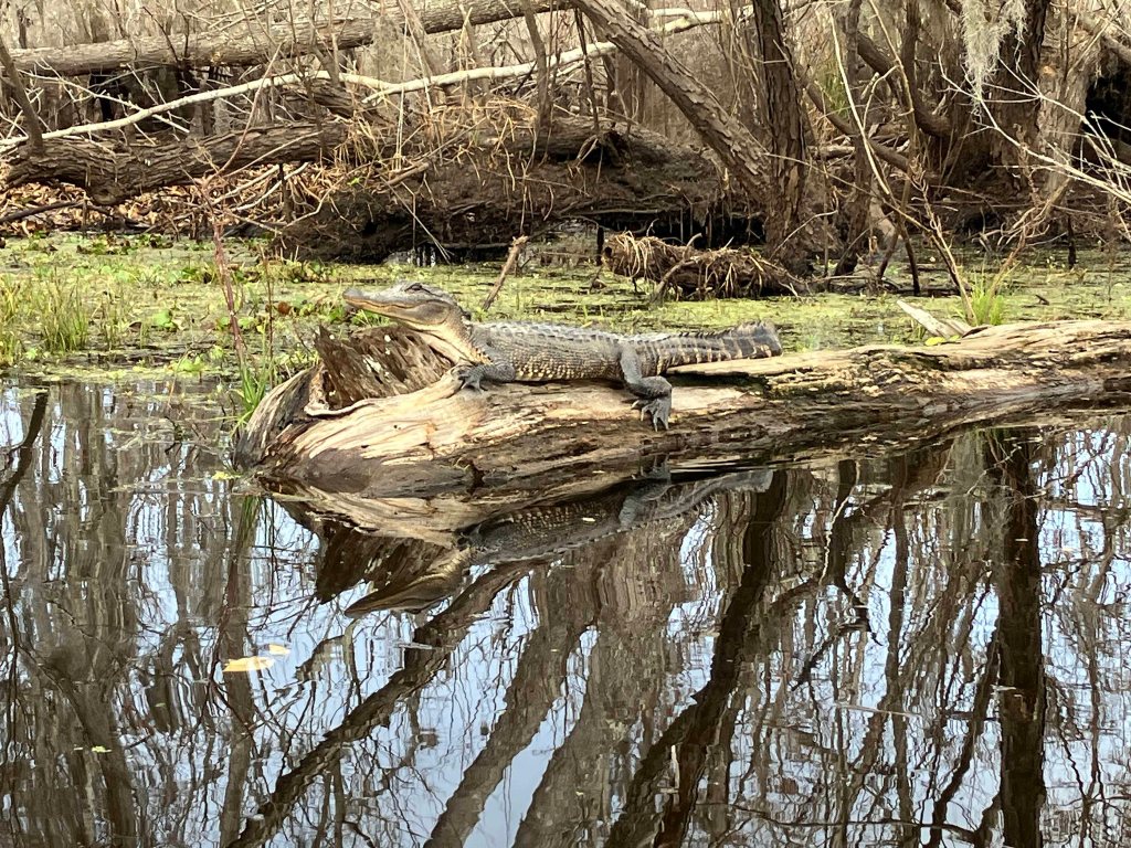 alligator kayak scenery picture Maurepas Swamp WMA, Old US 51 Launch, Louisiana www.SawdustRiver.com