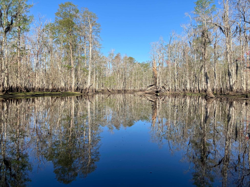 kayak scenery picture Blind River, Maurepas Swamp WMA, St. James Boat Club Launch www.SawdustRiver.com