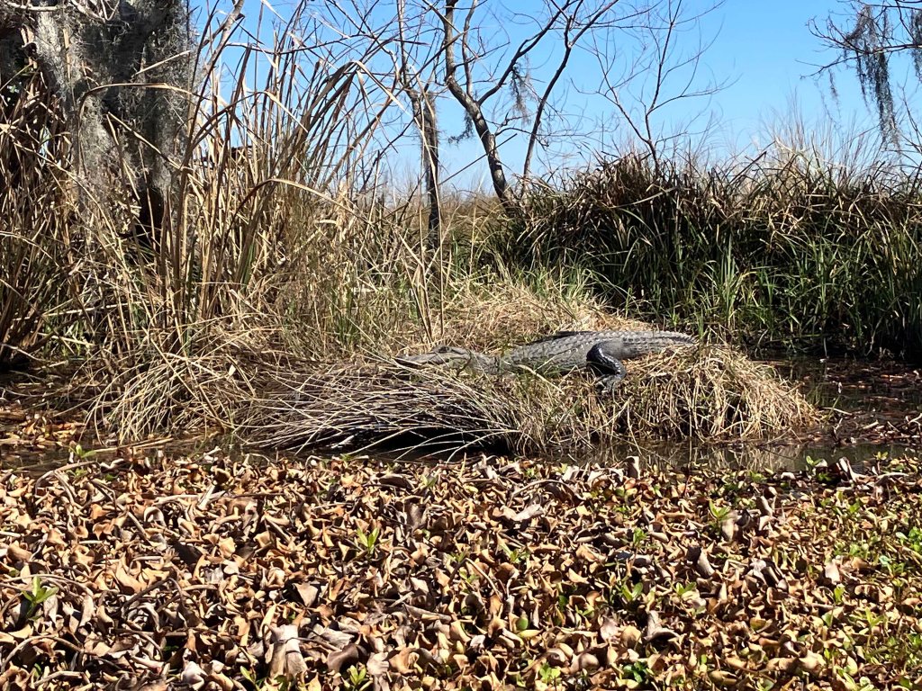kayak scenery picture Manchac WMA, Galva Canal, Lake Maurepas, Old US51 www.SawdustRiver.com
