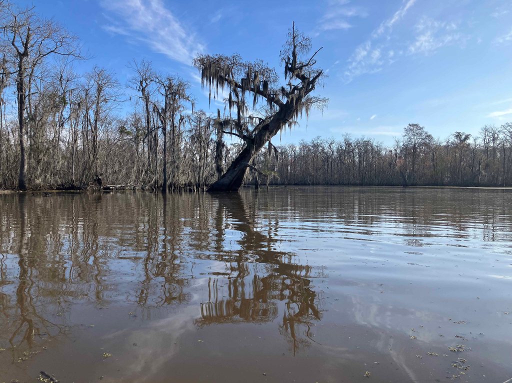 kayak scenery picture Blind River, Maurepas Swamp WMA, St. James Boat Club, Louisiana www.SawdustRiver.com