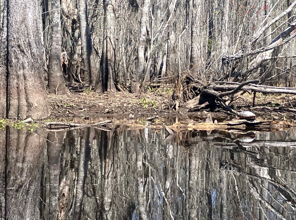 kayak scenery picture Blind River, Maurepas Swamp WMA, St. James Boat Club Launch www.SawdustRiver.com