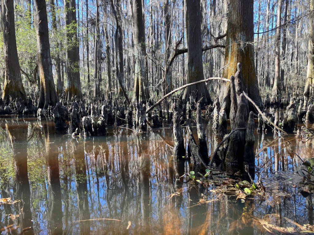 kayak scenery picture Caddo, Uncertain, 805 WMA Launch www.SawdustRiver.com