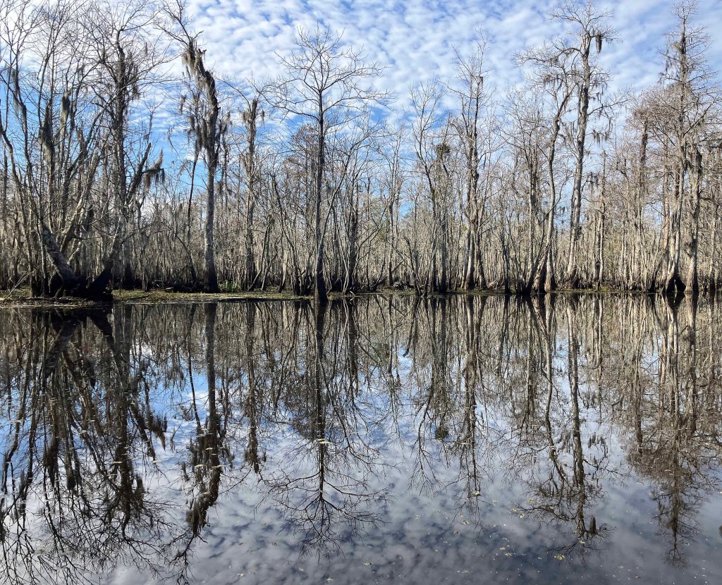 kayak scenery picture Blind River, Maurepas Swamp WMA, St. James Boat Club, Louisiana www.SawdustRiver.com