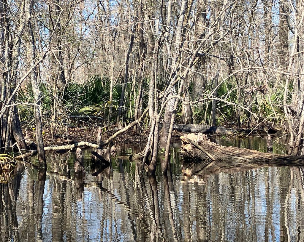 kayak scenery picture Atchafalaya, Two O-Clock Bayou, Hwy 190, LA www.SawdustRiver.com