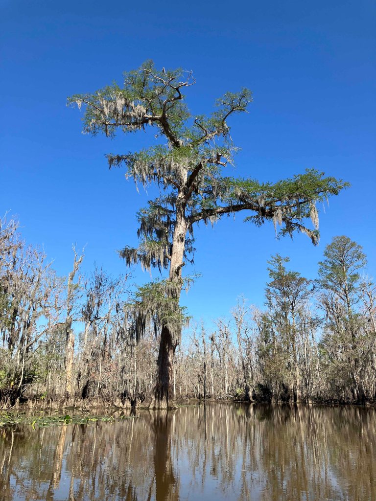 kayak scenery picture Blind River, Maurepas Swamp WMA, St. James Boat Club Launch www.SawdustRiver.com