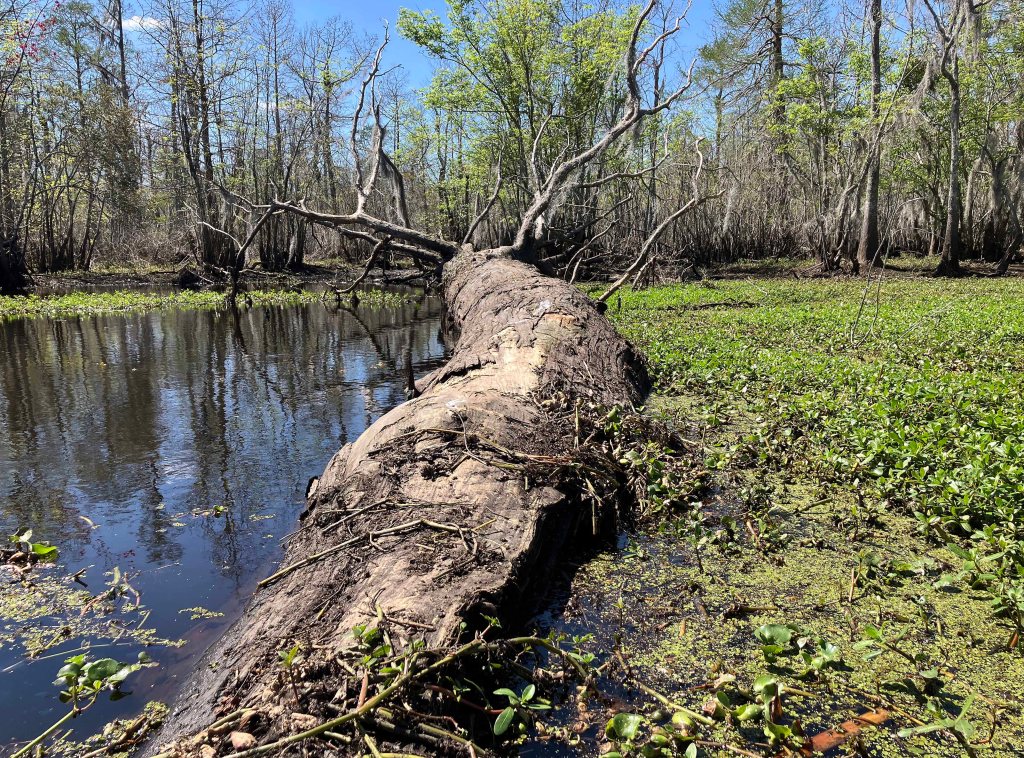 kayak scenery picture Blind River, Maurepas Swamp WMA, St. James Boat Club Launch www.SawdustRiver.com