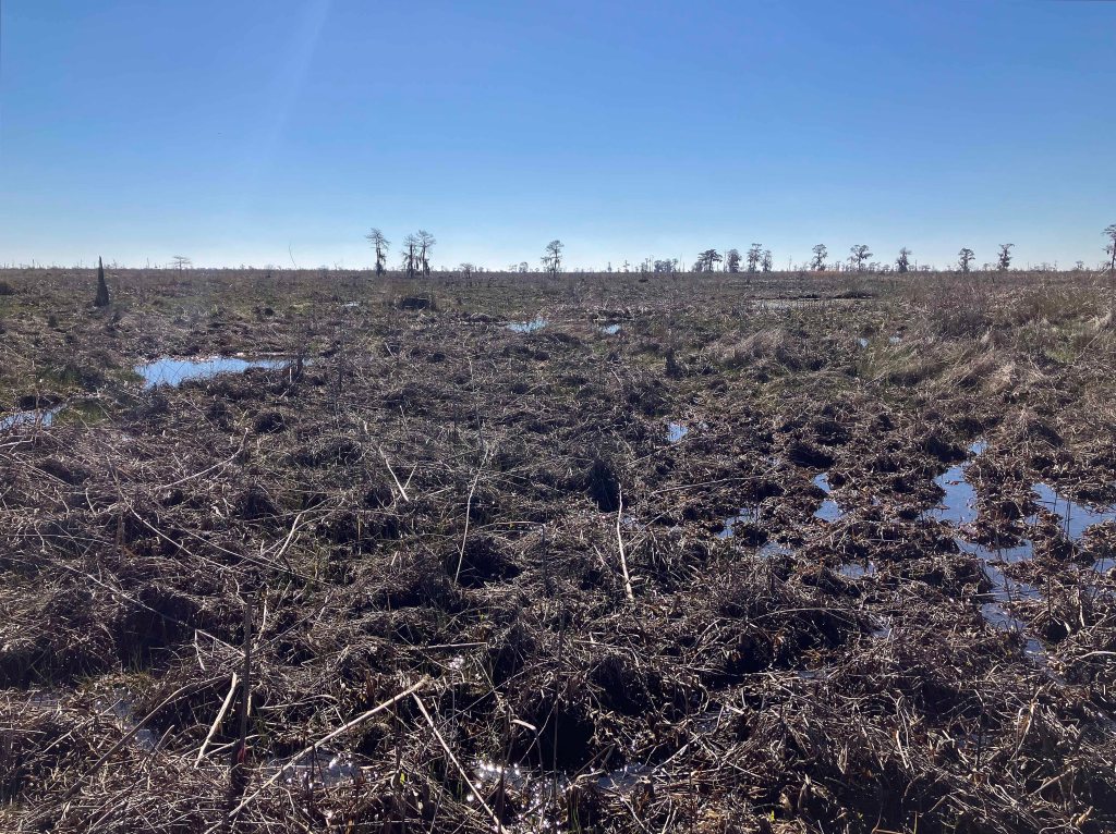 kayak scenery picture Joyce WMA, Akers Launch, North Pass, Old US51, Louisiana www.SawdustRiver.com