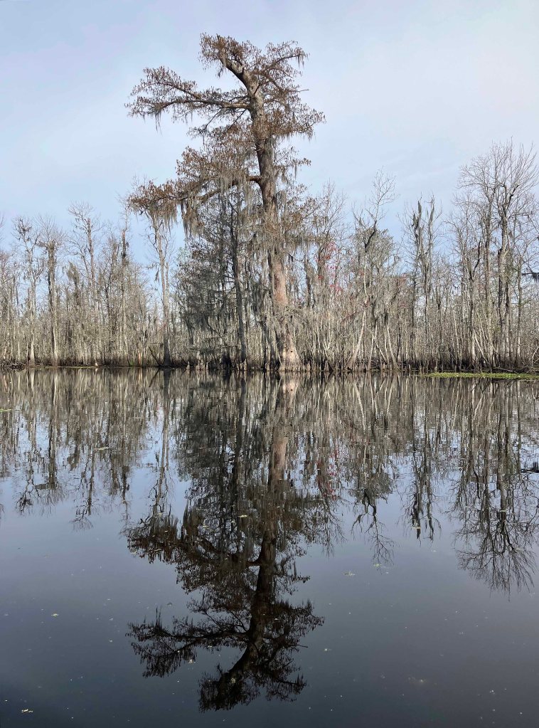 kayak scenery picture Blind River, Maurepas Swamp WMA, St. James Boat Club, Louisiana www.SawdustRiver.com