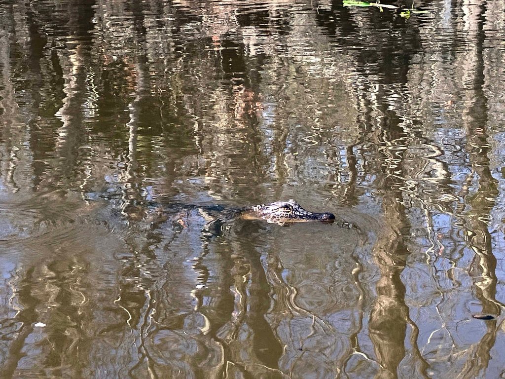 kayak scenery picture Blind River, Maurepas Swamp WMA, St. James Boat Club Launch www.SawdustRiver.com
