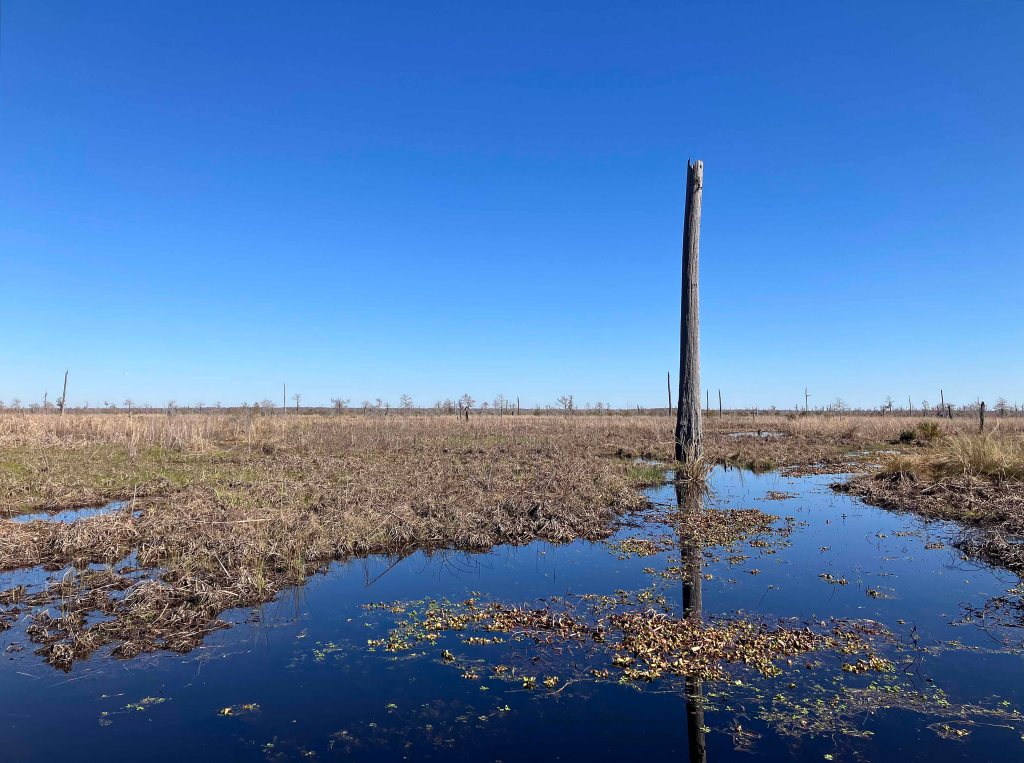 kayak scenery picture Joyce WMA, Akers Launch, North Pass, Old US51, Louisiana www.SawdustRiver.com