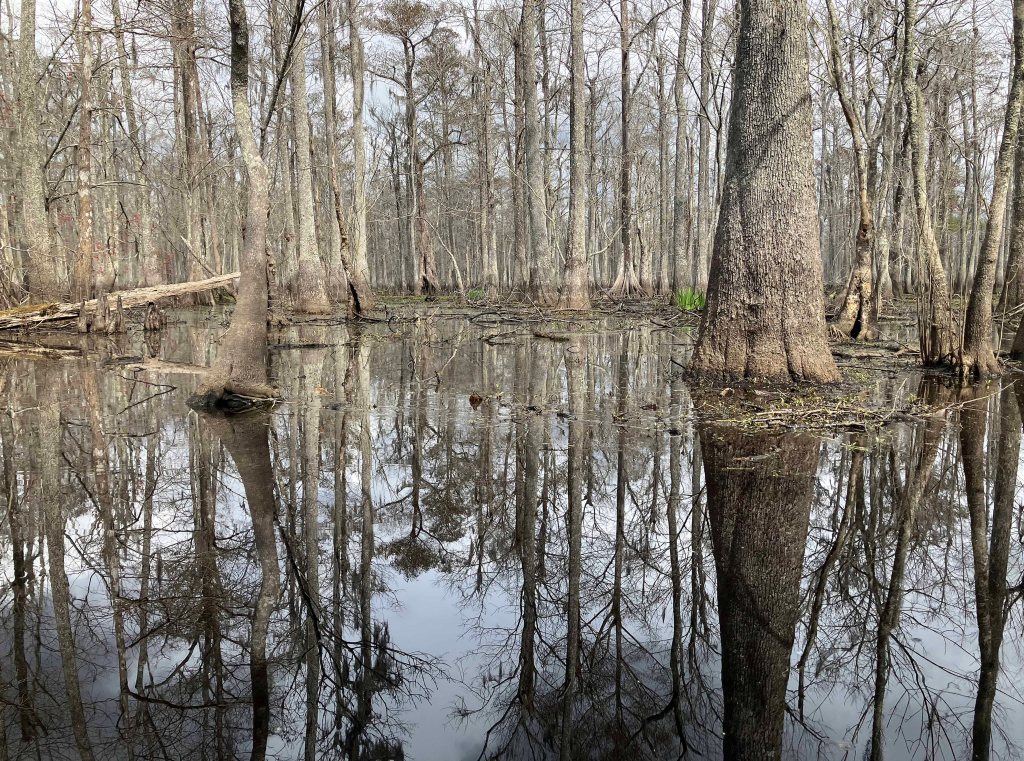 kayak scenery picture Blind River, Maurepas Swamp WMA, St. James Boat Club, Louisiana www.SawdustRiver.com