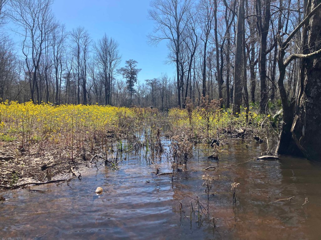 kayak scenery picture Atchafalaya, Two O-Clock Bayou, Hwy 190, LA www.SawdustRiver.com