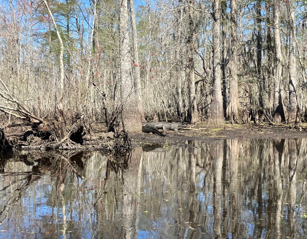 kayak scenery picture Blind River, Maurepas Swamp WMA, St. James Boat Club Launch www.SawdustRiver.com
